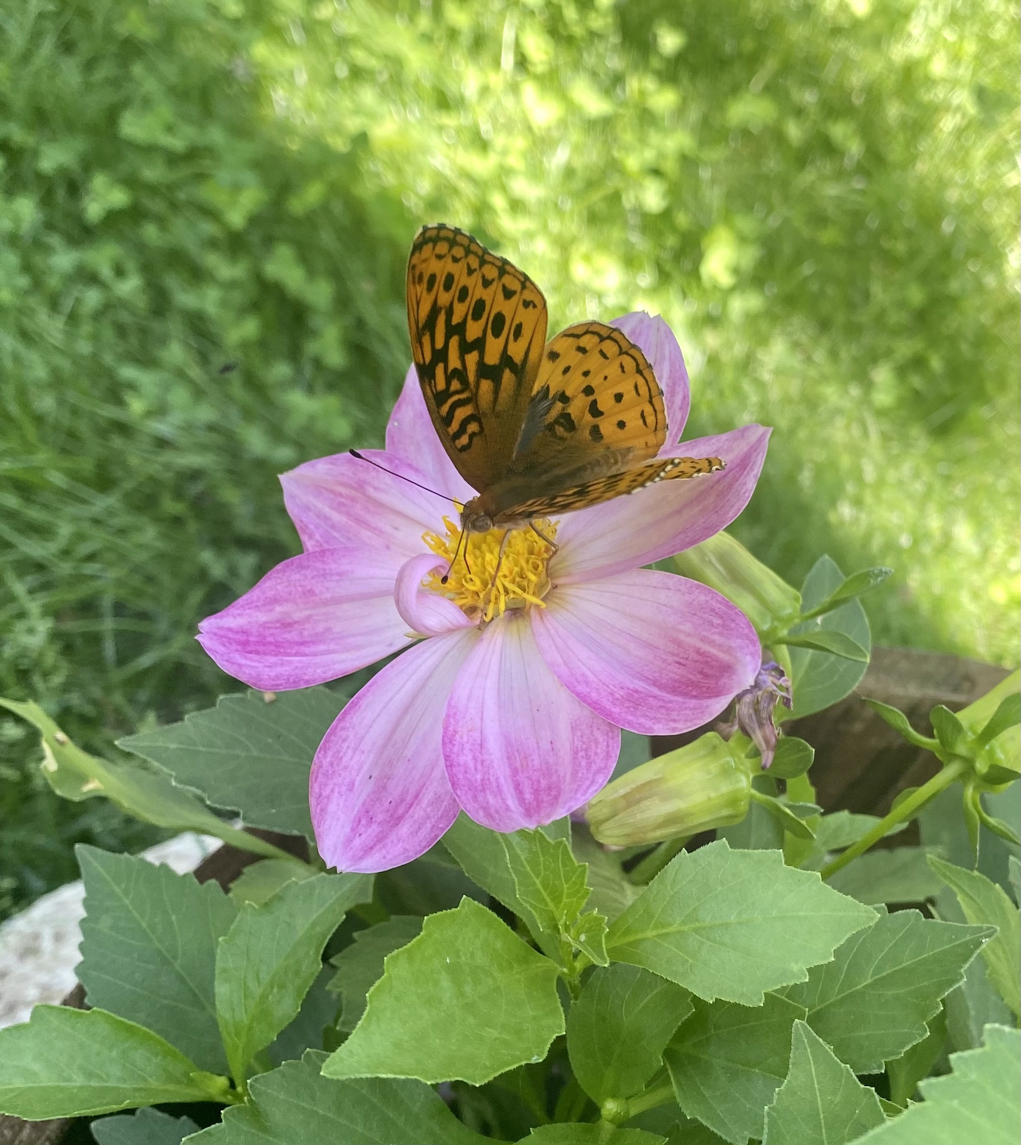 Perfect Pollinator-Becky Gochanour
